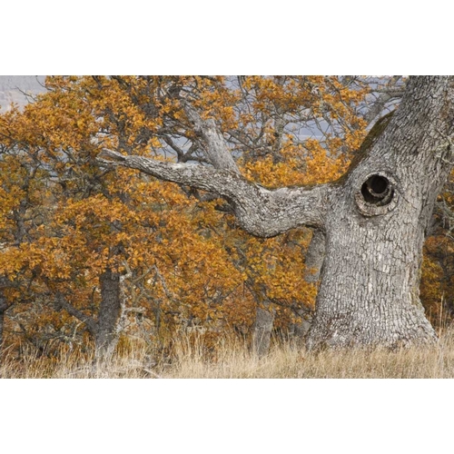 Oregon, Mosier Old oak tree with large knot hole